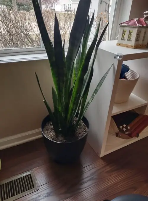 snake plant near window