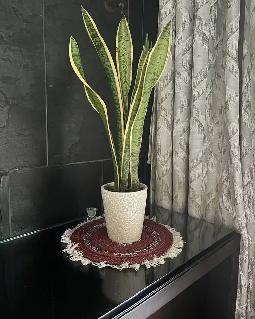 Why People Are Burying Pennies in Snake Plant Soil—A Hidden Gardening Trick 2