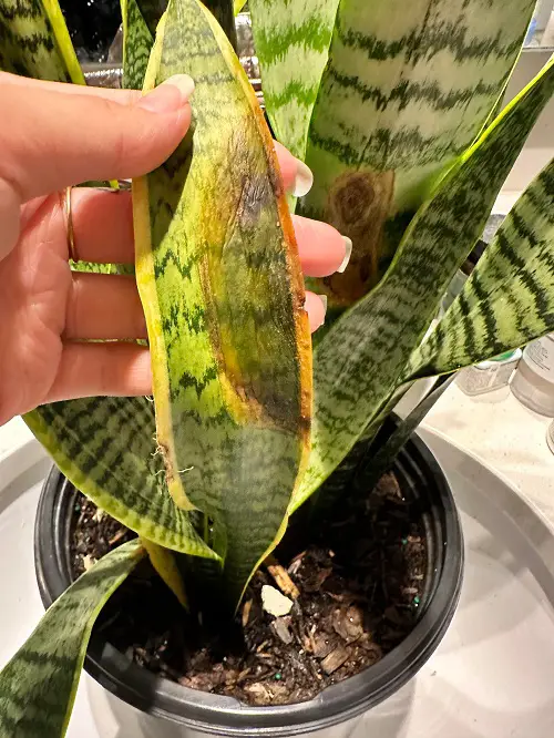 Plant Antifungal Disease