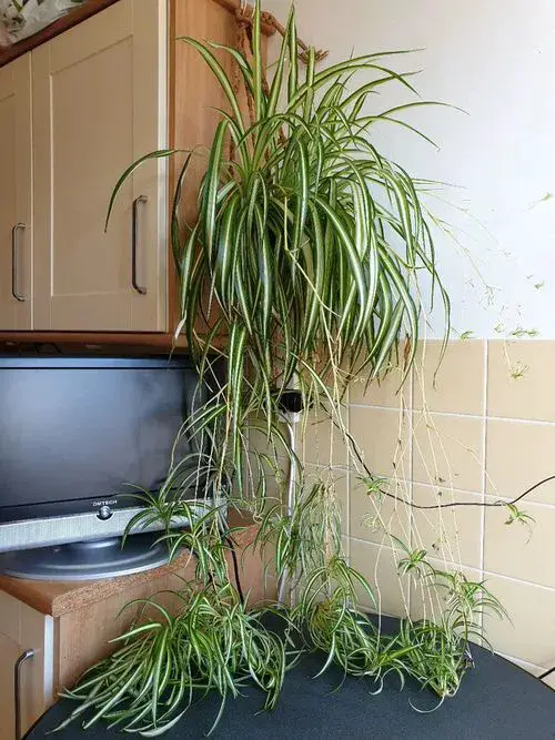 Spider plant indoor 6