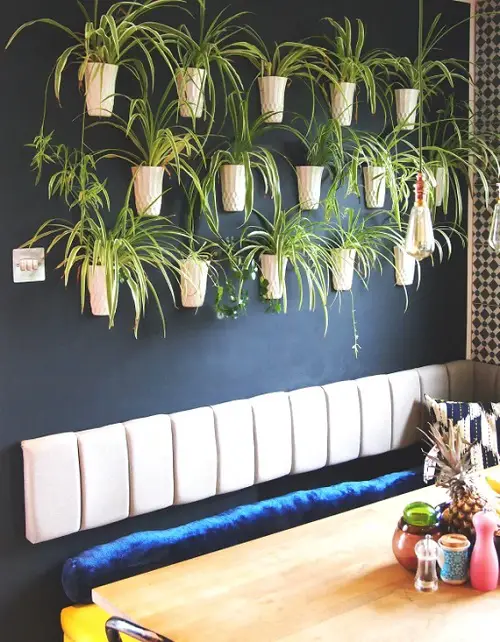 Beautiful Flowering Houseplants 2