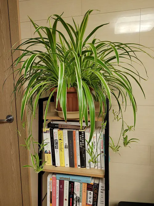Beautiful Flowering Houseplants 3