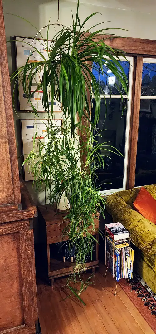 Beautiful Flowering Houseplants 6