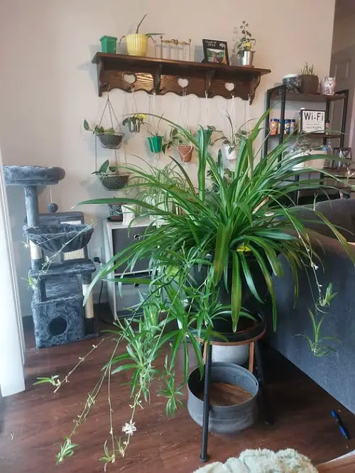 Colorful Houseplants