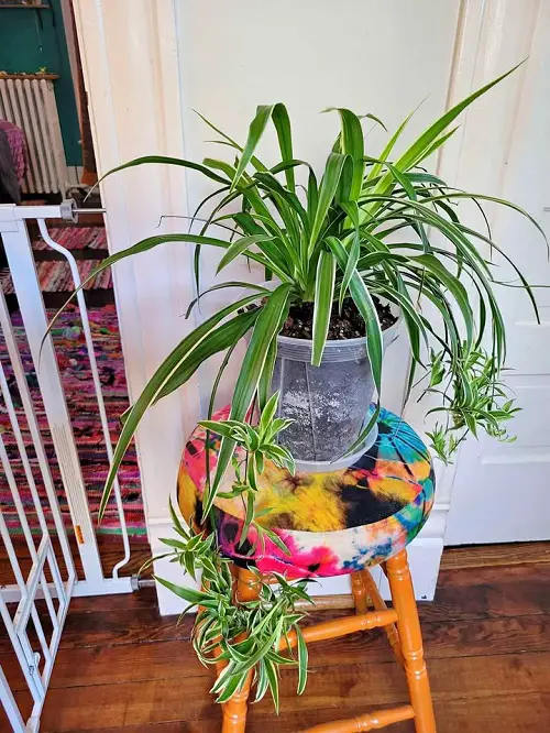 Colorful Houseplants 2