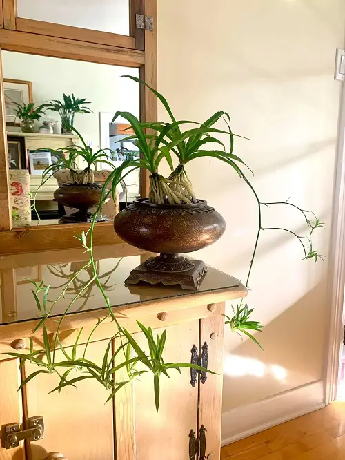 Colorful Houseplants 4