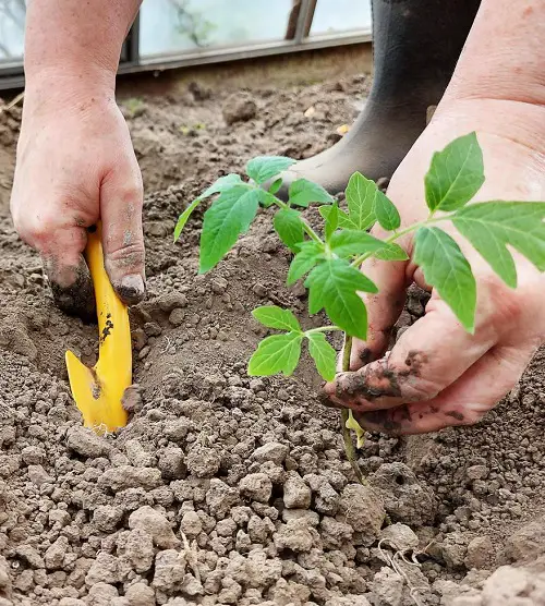 transplanting seeds