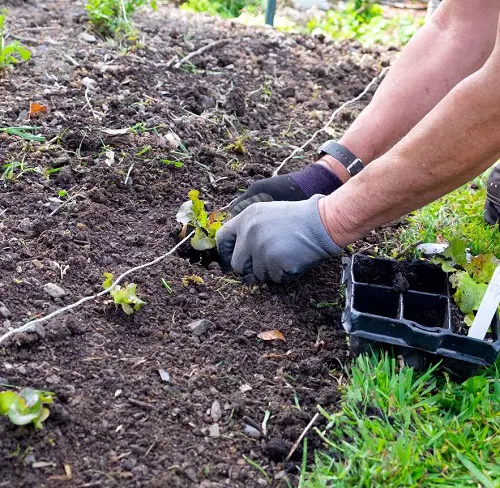 Always Do these Things before Transplanting any Seedling for Better Plants 1