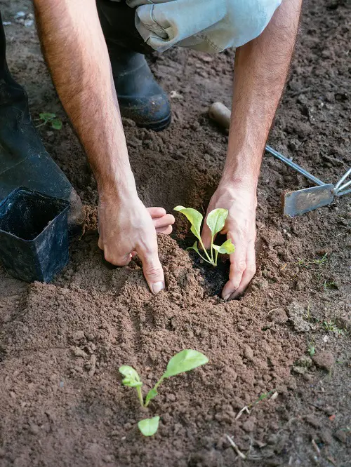 transplanting seeds