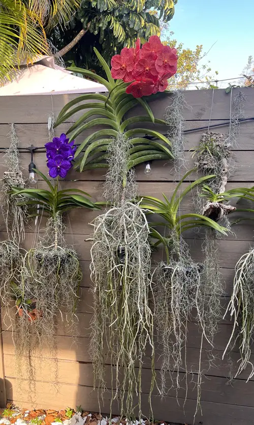 Types of Climbing Orchids