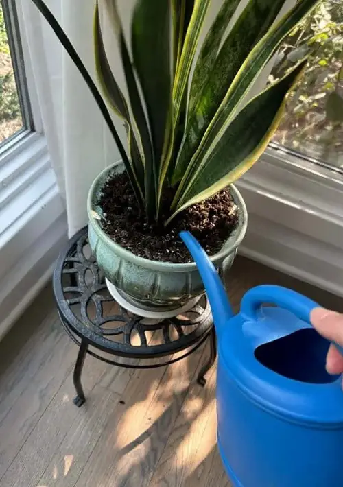 Snake Plant watering 