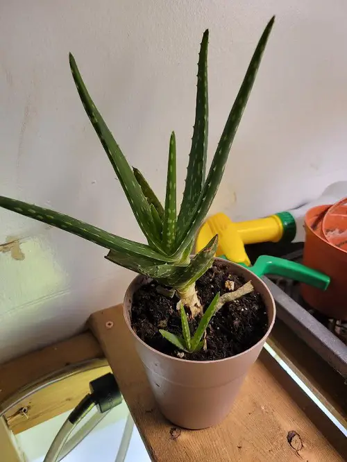 Plants that Produce Pups Quickly After Planting 2