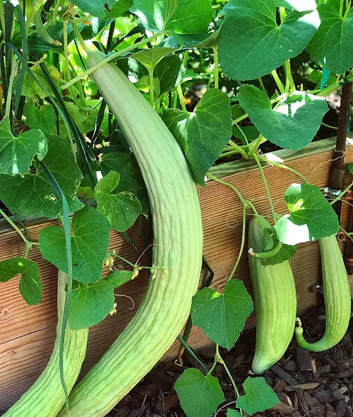 Armenian Cucumber in pot