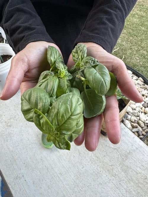 Basil plant harvest