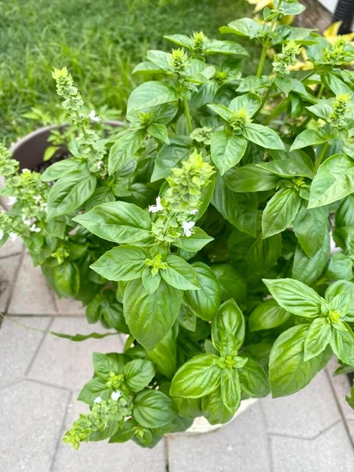 Reasons You Should Cut Your Basil Plant 2