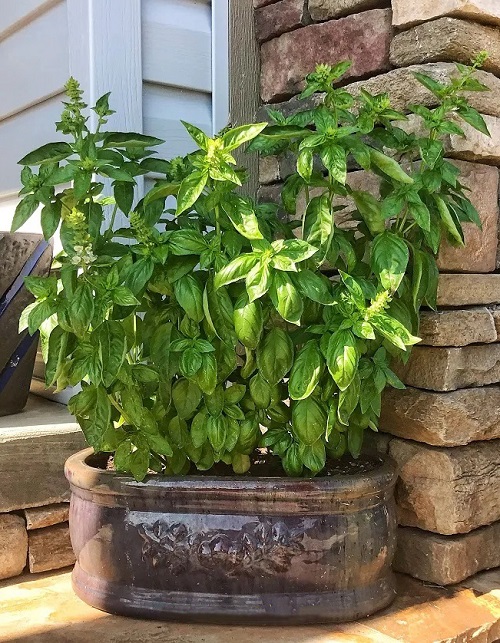 Reasons You Should Cut Your Basil Plant 1