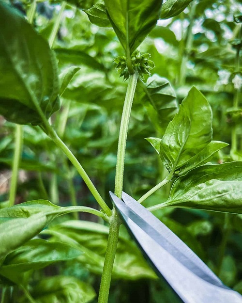 Basil plant prune