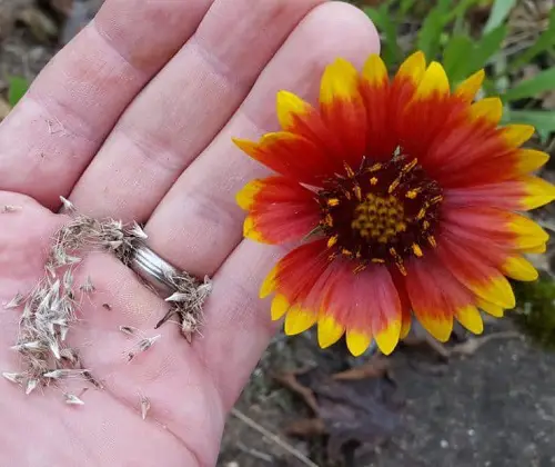 Perennial Seeds You Should Start in April for Stunning Blooms 1