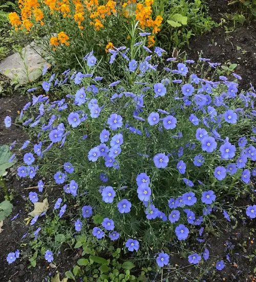 beautiful Blue Flax flowers