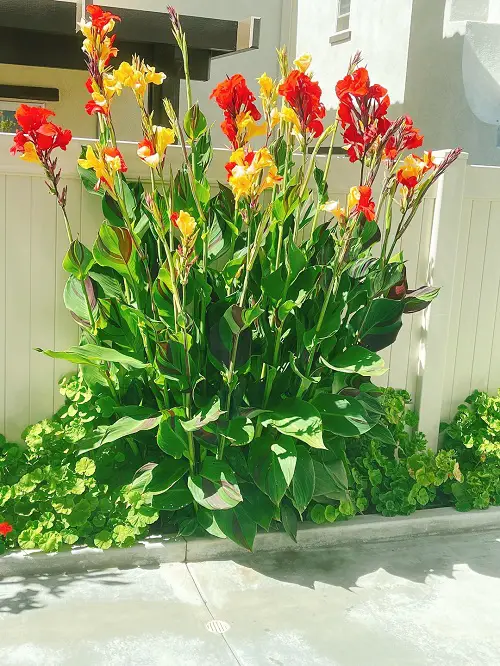 Canna Lily in garden