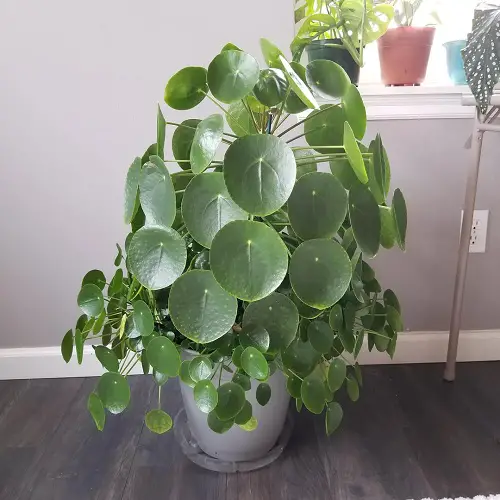 Chinese Money Plant Pups