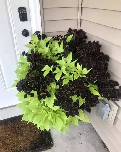 Best Spots To Keep Coleus In Home And Garden