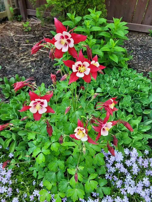 Columbine in garden