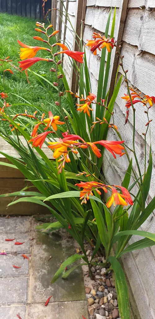 Best Bulbs To Plant In May For Late Summer Blooms 3