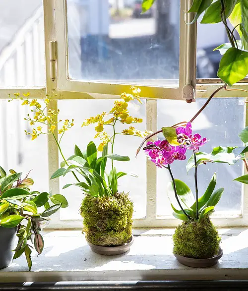 Orchid kokedama planter ideas 4