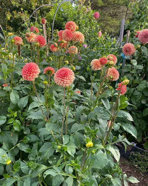 Best Bulbs To Plant In May For Late Summer Blooms 2