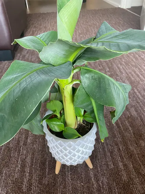Plants that Produce Pups Quickly After Planting 3