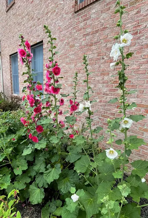 colorful Hollyhock flowers