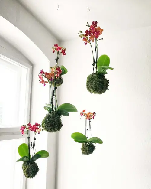 Orchid kokedama planter ideas 2