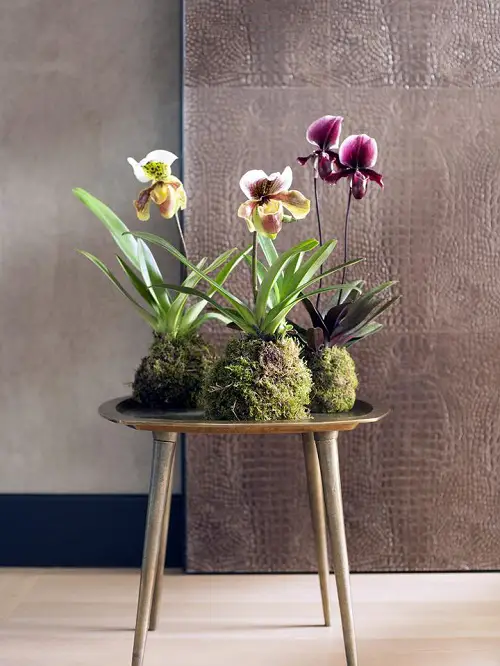 Kokedama for Special Orchids
