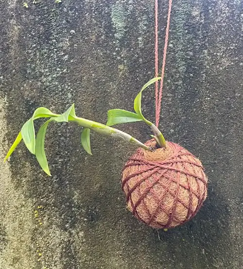 Stunning Orchid kokedama planter indoor 2