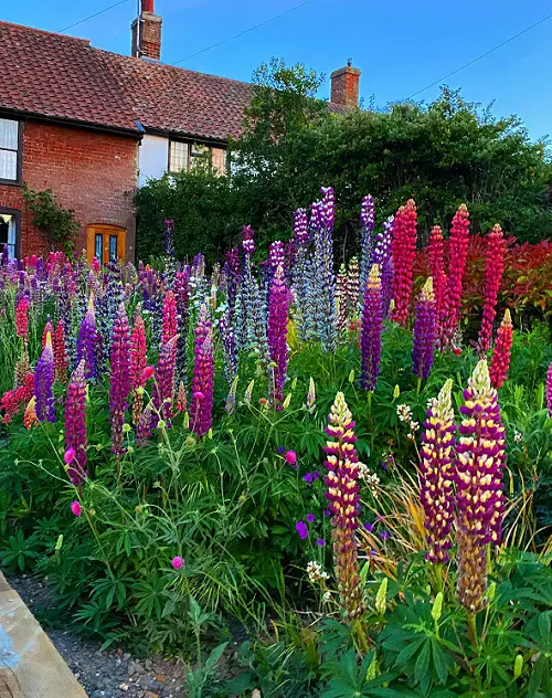 Perennial Seeds You Should Start in April for Stunning Blooms 2