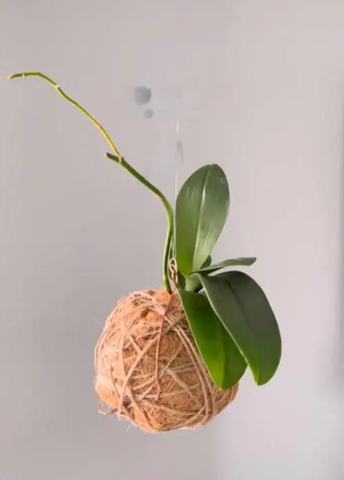 Orchid kokedama planter ideas 3