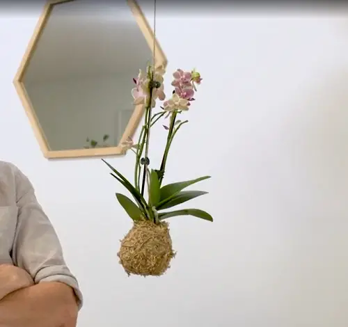 Make a Simple Orchid Kokedama