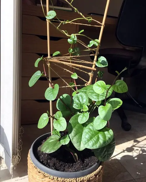 Unique Vegetables to Plant In April For Summers 1