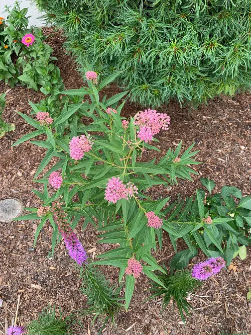 Milkweed in garden