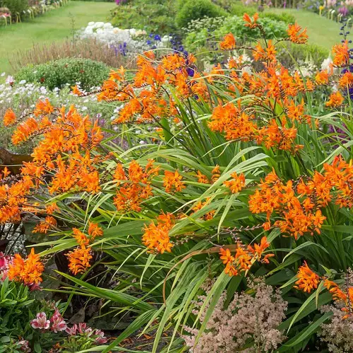 Beautiful Garden Flower Plants