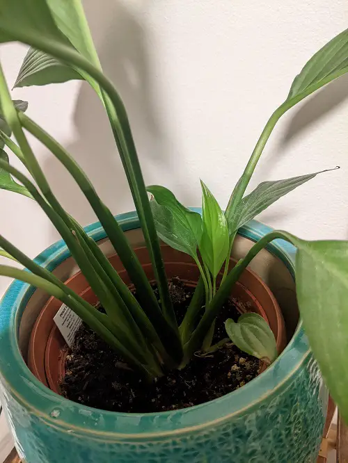 Peace Lily pups
