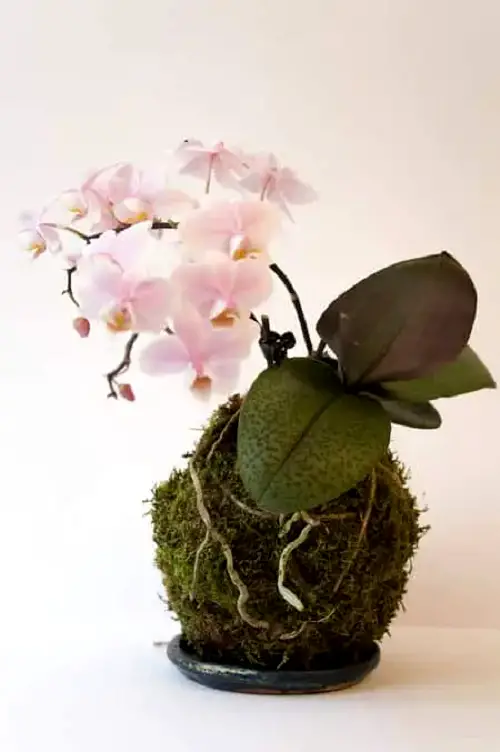 Orchid kokedama planter ideas 1