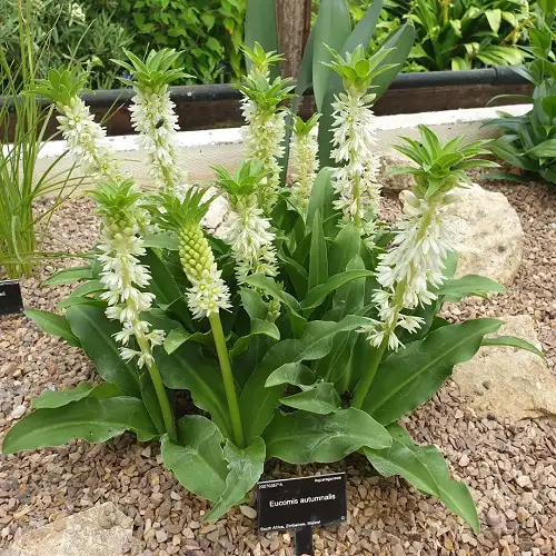 Pineapple Lily