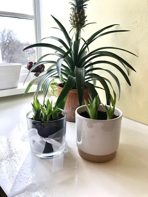 Pineapple Plant Pups