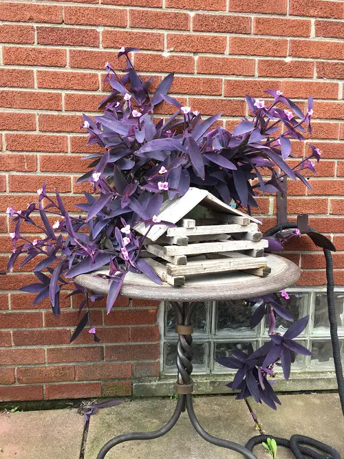 How To Make Your Purple Heart Plant Bloom