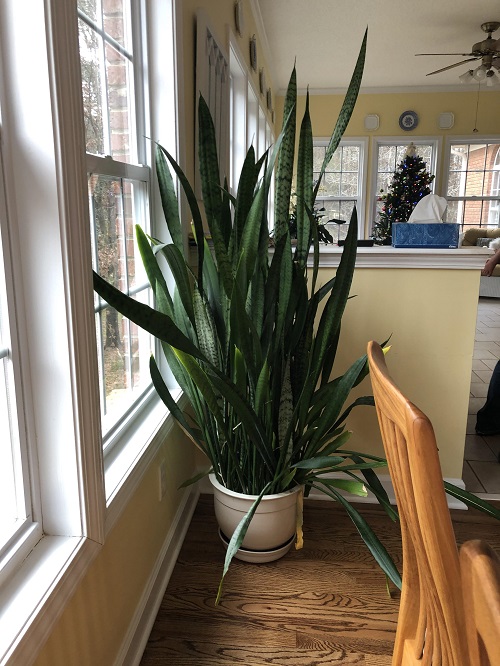 Things You Should Do For Your Snake Plant in May To Keep It Thriving All Summer 2