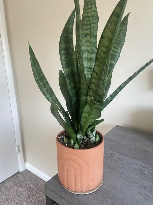 How to Take Care of Snake Plant Pups When They Are Young 