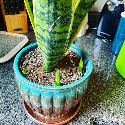 How to Take Care of Snake Plant Pups When They Are Young