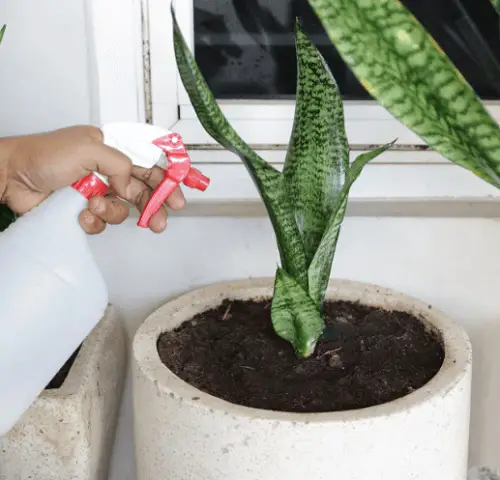 Fertilize Snake Plant